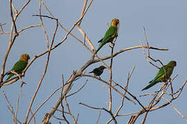 Conure cuivrée