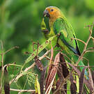Conure cuivrée