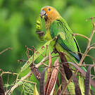 Conure cuivrée