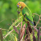 Conure cuivrée