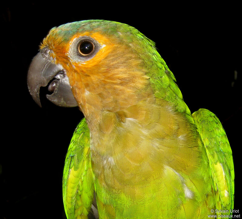 Brown-throated Parakeetadult
