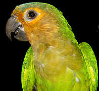 Brown-throated Parakeet