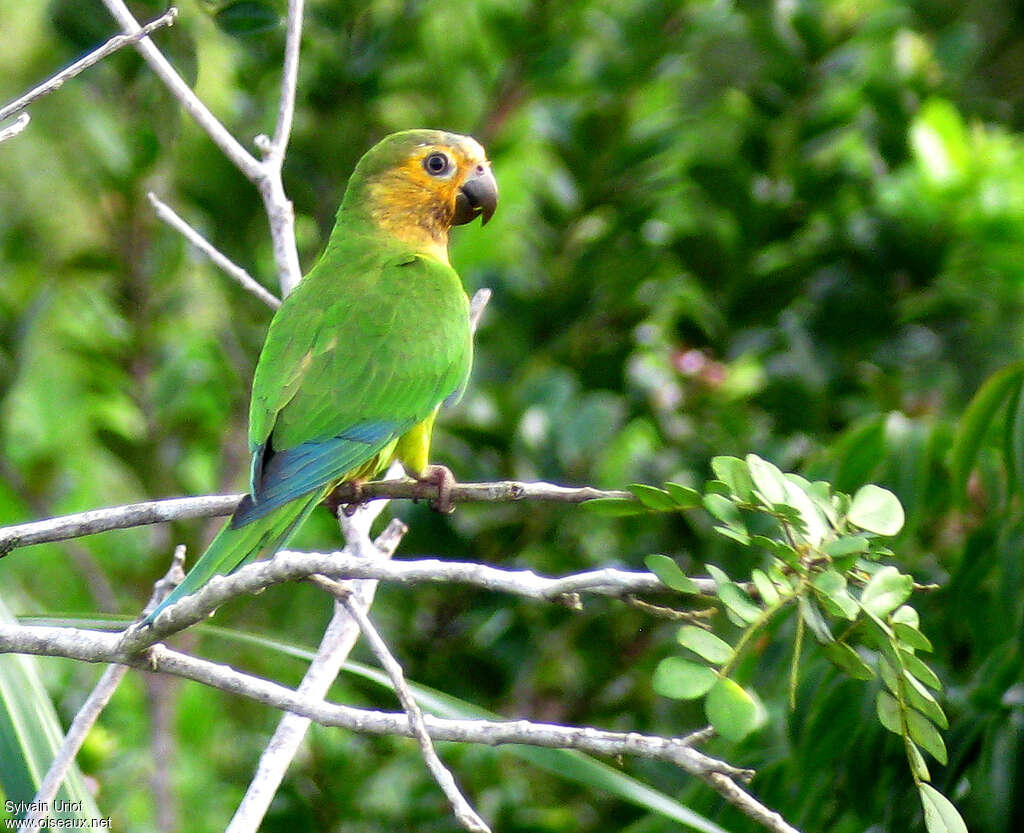 Brown-throated Parakeetadult, habitat, pigmentation