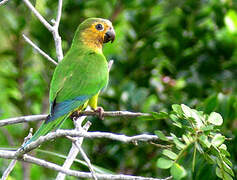 Conure cuivrée