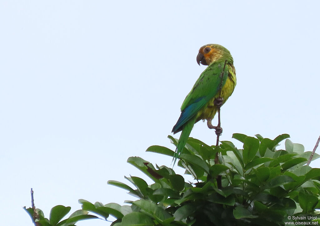 Conure cuivréeadulte