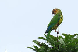 Brown-throated Parakeet