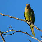 Conure cuivrée