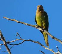 Brown-throated Parakeet