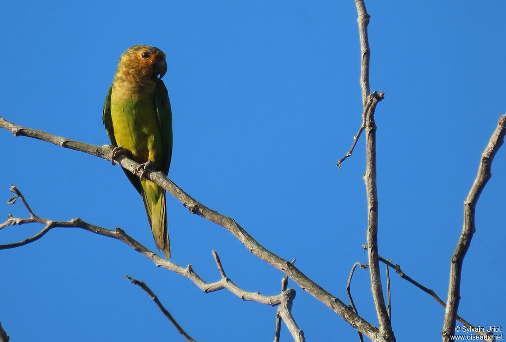 Conure cuivréeadulte