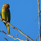 Conure cuivrée