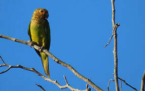 Brown-throated Parakeet