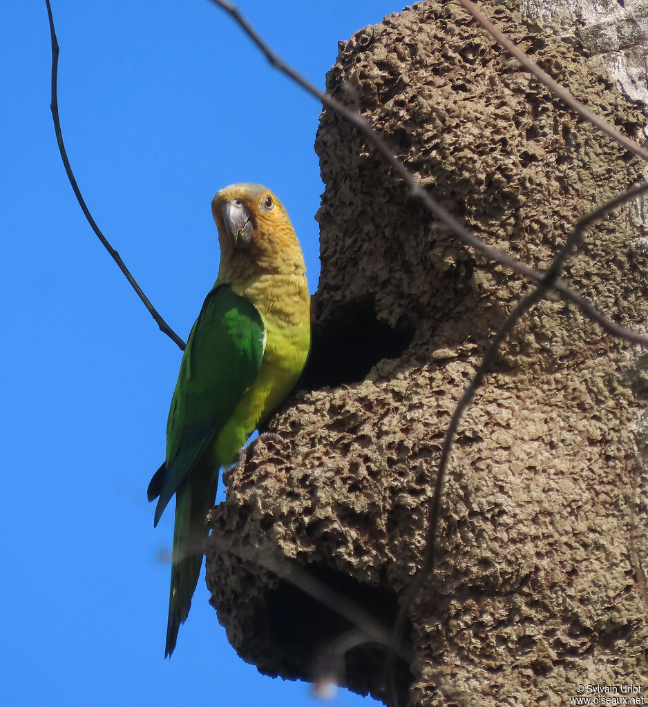 Conure cuivréeadulte