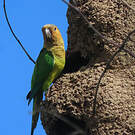 Conure cuivrée
