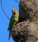 Conure cuivrée