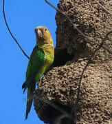 Brown-throated Parakeet