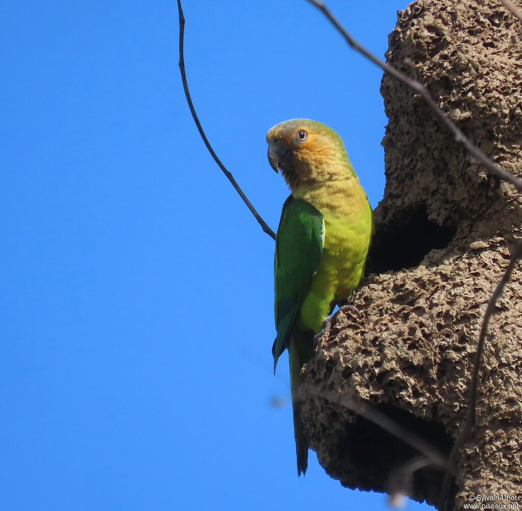 Conure cuivréeadulte