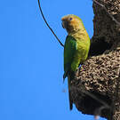 Conure cuivrée