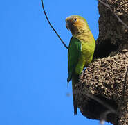 Brown-throated Parakeet