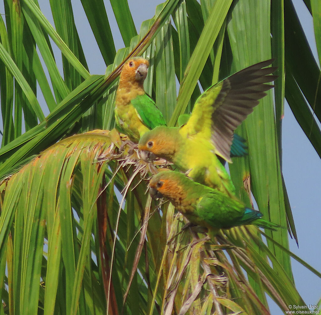 Conure cuivréeadulte