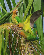 Brown-throated Parakeet