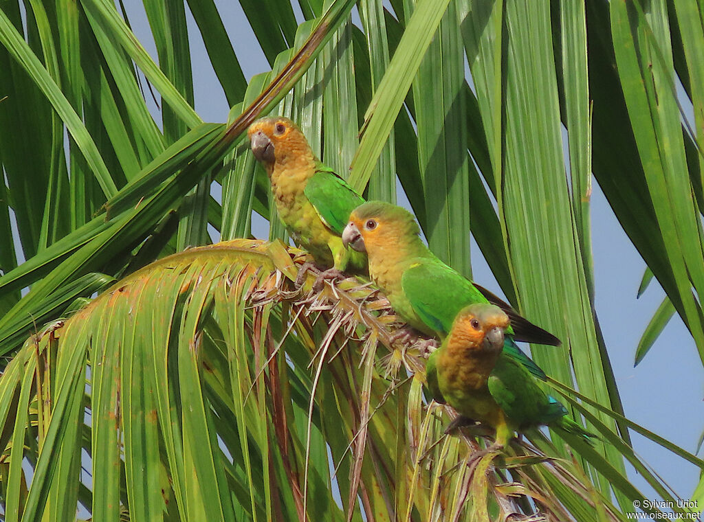 Conure cuivréeadulte