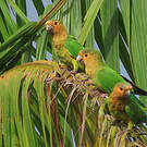Conure cuivrée