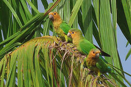 Brown-throated Parakeet