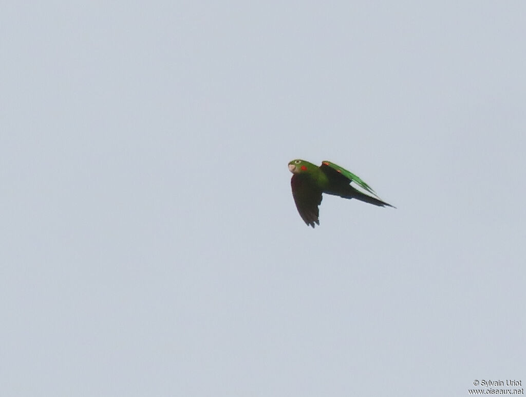 White-eyed Parakeet