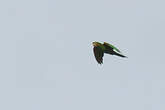 Conure pavouane