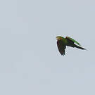 Conure pavouane