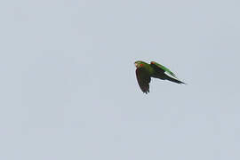 White-eyed Parakeet