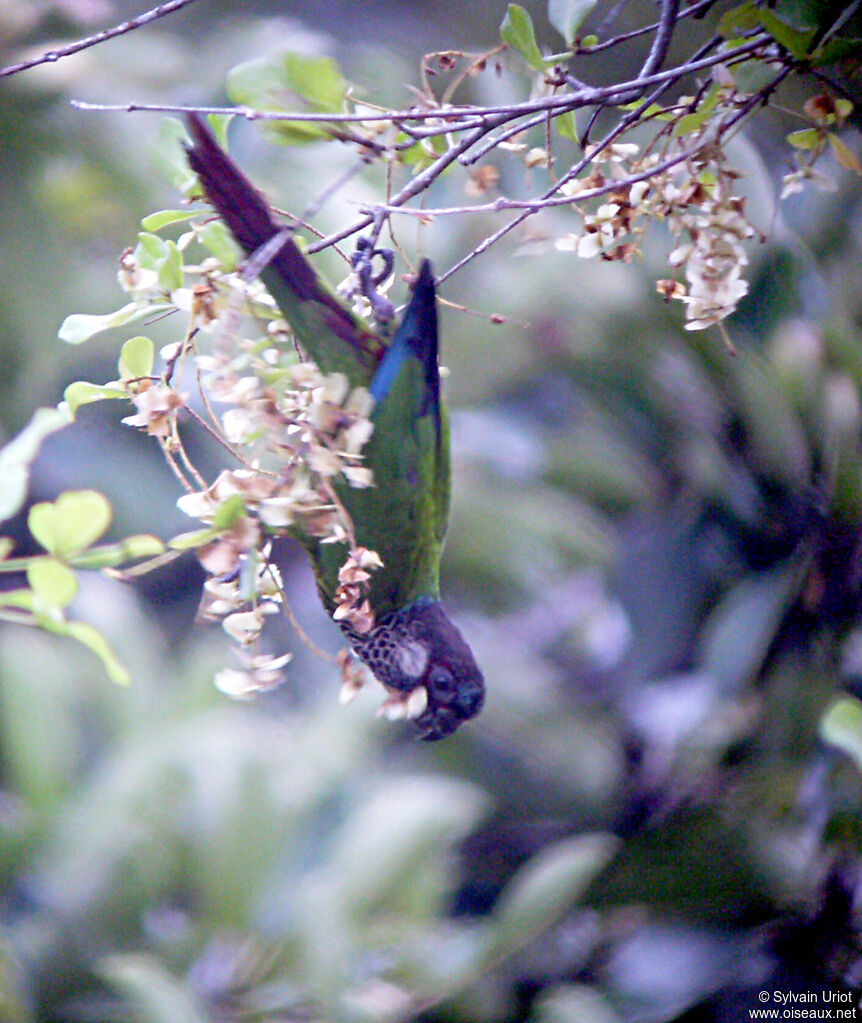 Painted Parakeet