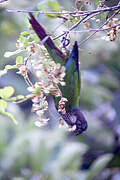 Conure versicolore