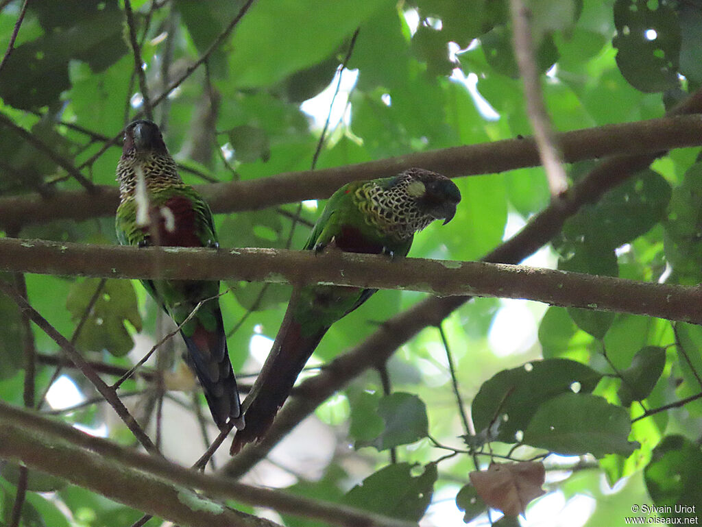 Conure versicoloreadulte