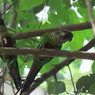 Conure versicolore