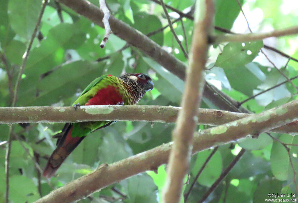 Conure versicoloreadulte