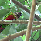 Conure versicolore