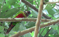 Conure versicolore