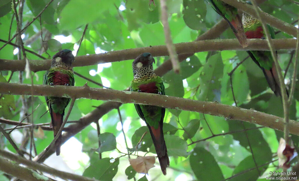 Conure versicoloreadulte