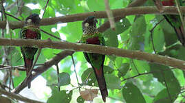 Conure versicolore