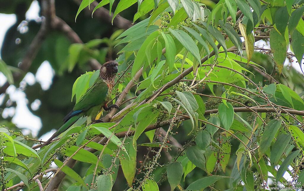 Conure versicoloreadulte