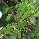 Conure versicolore