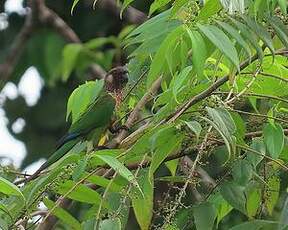 Conure versicolore