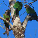 Conure versicolore