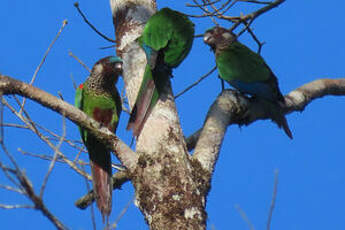 Conure versicolore