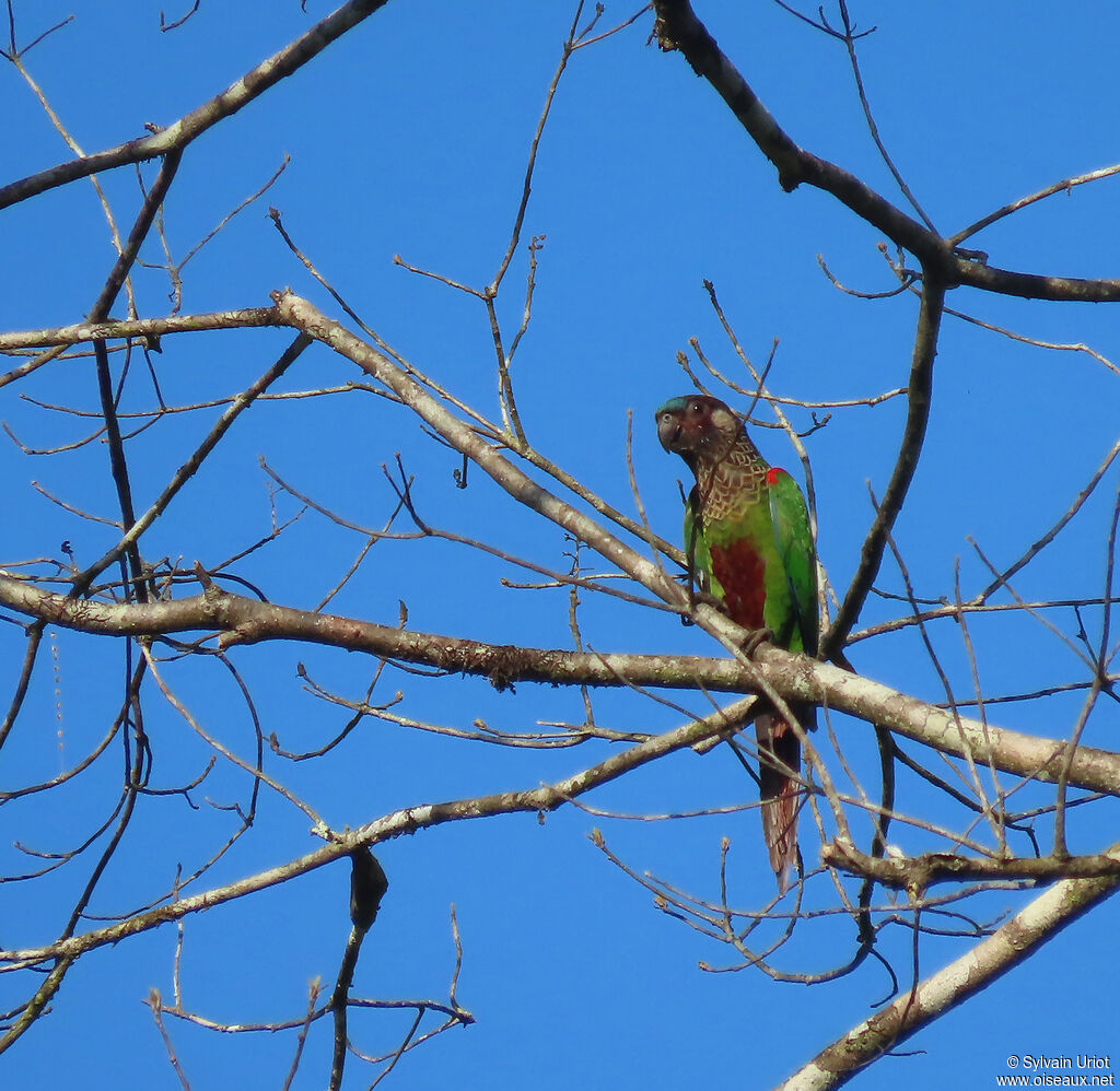 Conure versicoloreadulte