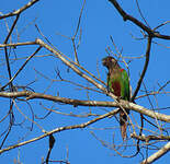 Conure versicolore