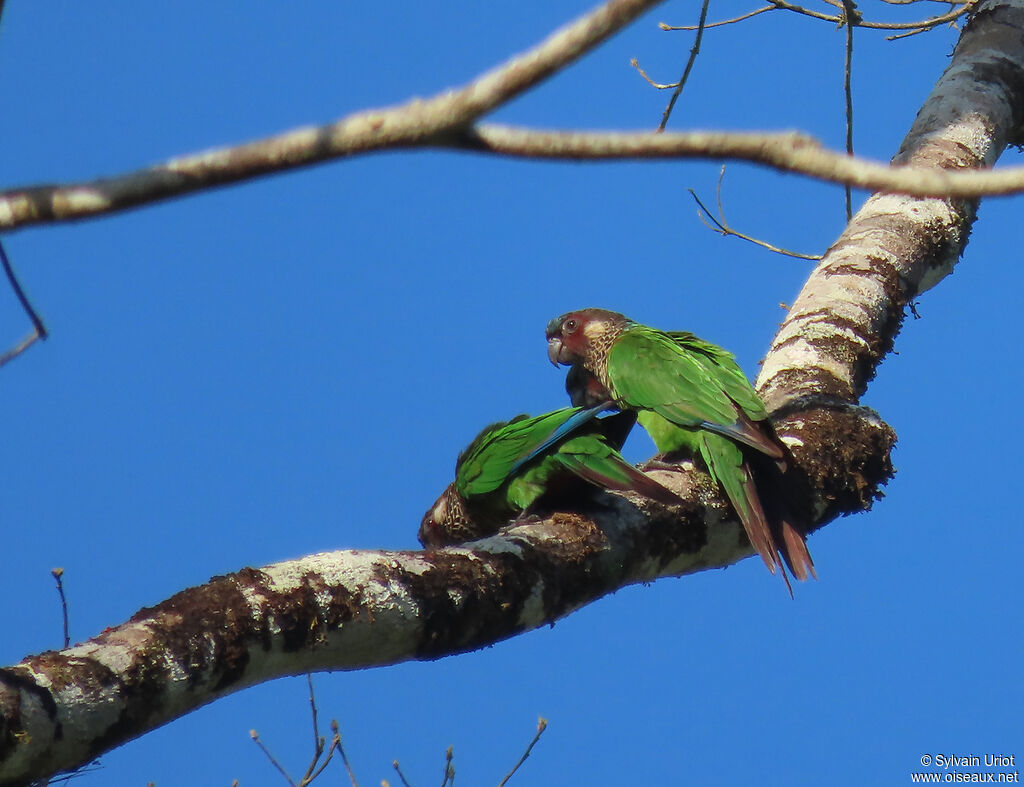 Conure versicoloreadulte