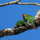 Conure versicolore
