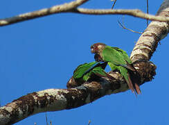 Painted Parakeet